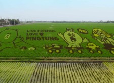 【LINE App】兒童節一起到屏東觀賞全球第一個LINE彩稻田吧！